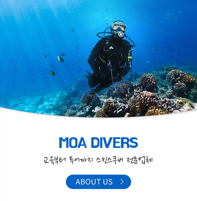 모아다이버스  소개